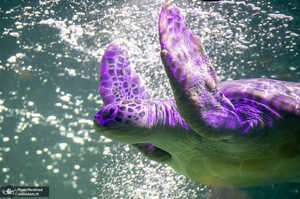 منتخب تصاویر امروز جهان - 2 خرداد 1401