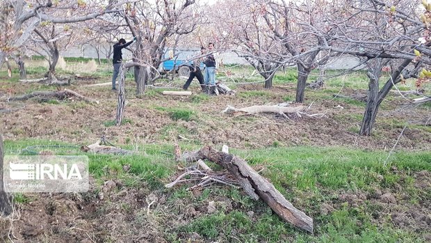 ۲ هزار هکتار از باغ‌های قزوین اصلاح و بهسازی می‌شود