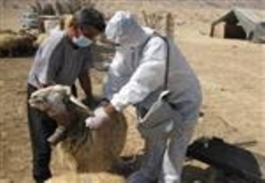 واکسیناسیون 240 هزار راس دام در استان قزوین علیه بیماری تب برفکی