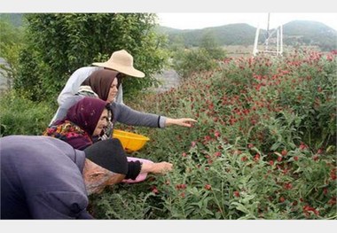 درآمدزایی 84.2 میلیارد ریالی از کشت گیاهان دارویی