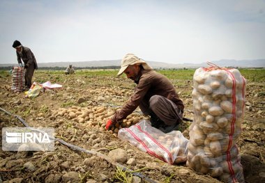 برداشت سیب زمینی در ایرانشهر از مرز ۲ هزار تن گذشت