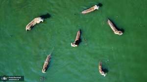 منتخب تصاویر امروز جهان- 7 مرداد 1400