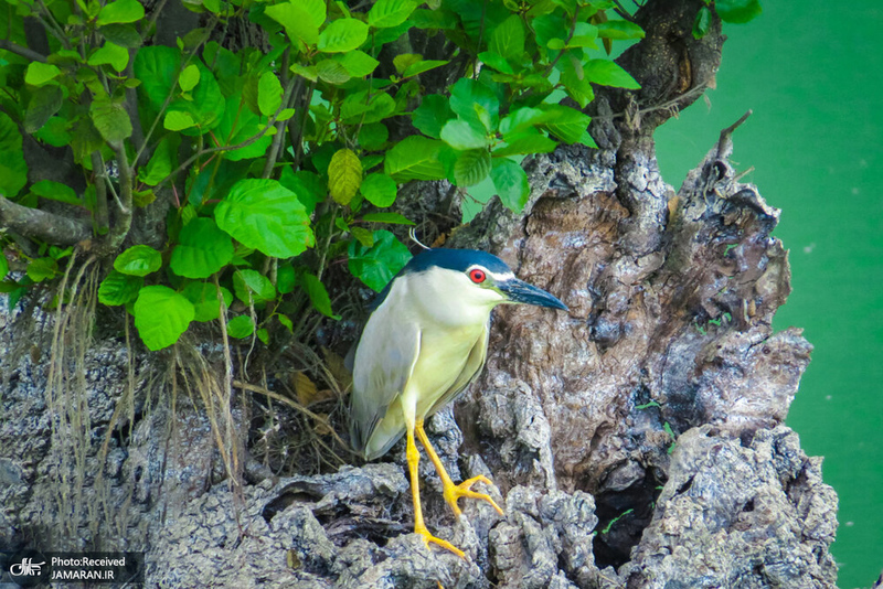 منتخب تصاویر امروز جهان- 25 اردیبهشت 1400