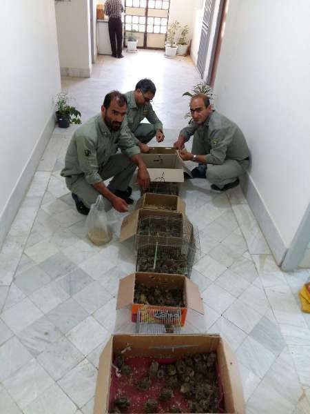 2 شکارچی غیرمجاز پرندگان وحشی در کنگاور دستگیر شدند