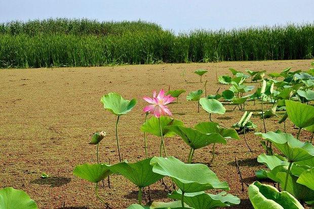 عمق تالاب انزلی طی ده سال گذشته 8 متر کاهش داشته است