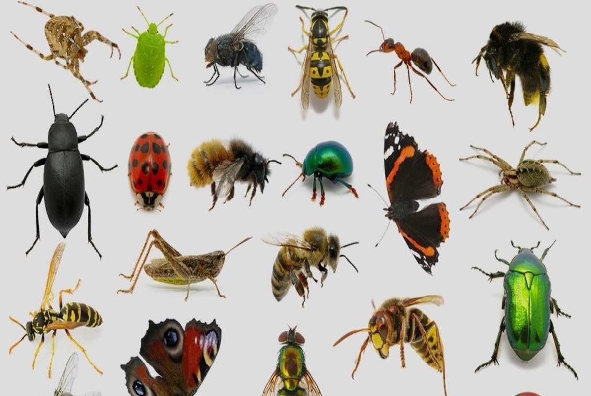 حشرات تا چند سال دیگر منقرض می شوند؟