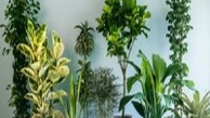 این 6 گیاه بهتر است در خانه نباشند

