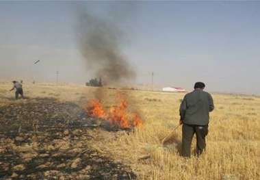 سوزاندن بقایای گندم زارها   اقدامی علیه امنیت و تولید و خلا قوانین پیشگیرانه