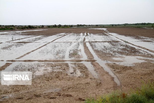 بیمه ۹۹۰میلیارد ریال غرامت به کشاورزان سیل‌زده خوزستان پرداخت کرد