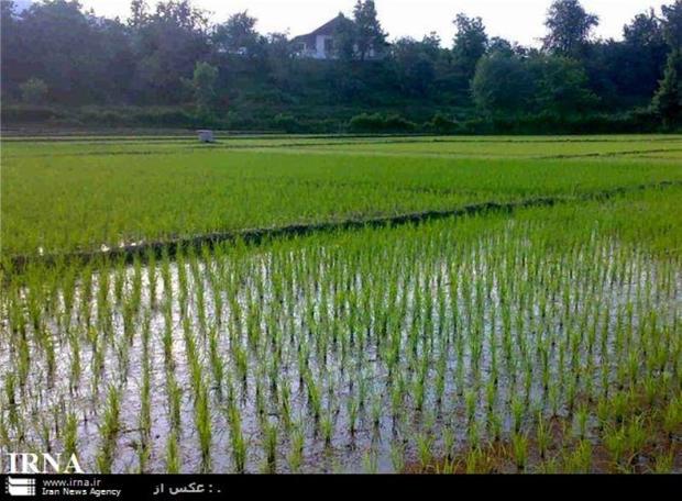 1600 حلقه چاه غیرمجاز در لرستان وجود دارد