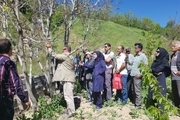 جوان سازی و اصلاح درختان گردو شمیرانات آغاز شد