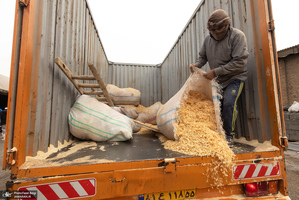 کارگران دامپروری؛ ستون‌های سلامت و آبادانی کشور