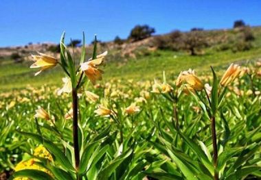 ۹ میراث طبیعی خراسان شمالی در راه ثبت ملی