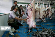 بیش از یک میلیون و ۸۳۵ هزار کیلوگرم گوشت گرم دام وارد بازار زنجان شد