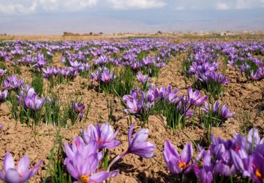 برداشت زعفران برای نخستین بار در منطقه سیستان آغاز شد