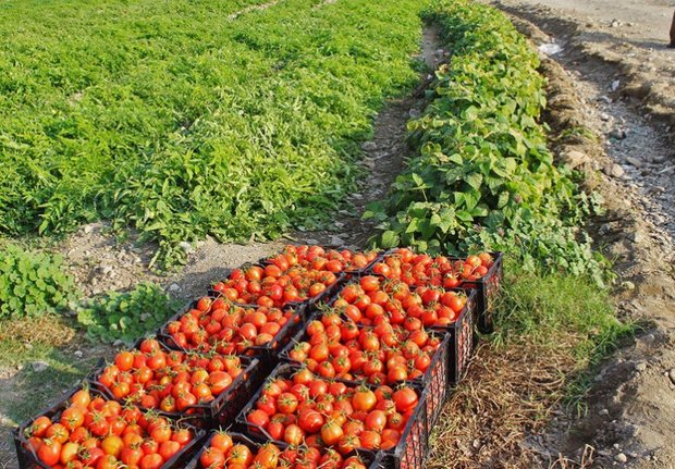 مبارزه علیه آفات در مزارع البرز انجام شد