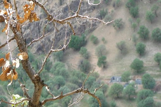 خشکسالی به 20 درصد درختان شلالدان باشت خسارت زد