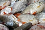 نگرانی پرورش دهندگان شیروانی از مرگ ماهی ها