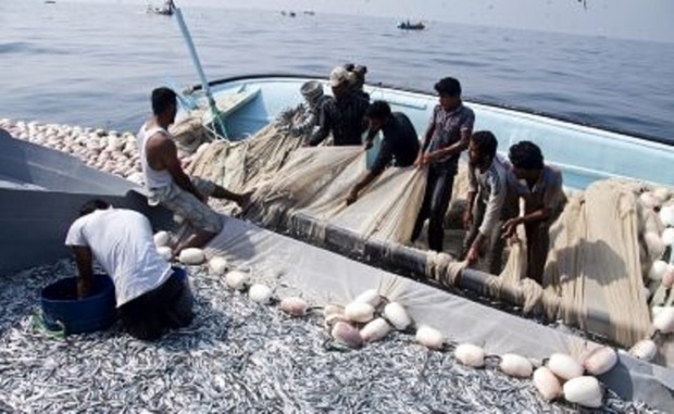 صید ساردین ماهی در آبهای جاسک 12درصد افزایش یافت