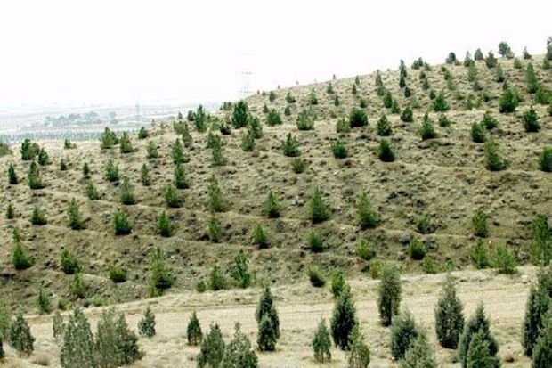 ۱۳۳ هکتار جنگل‌کاری در قزوین انجام شد