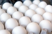 قیمت تخم مرغ در بازار: اختلاف قیمت زیاد در خرده فروشی‌ها با نرخ مصوب؛ امروز 7 مرداد 1401