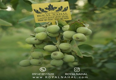 هزینه تراکتور شما را در سال اول پرداخت می‌کند: این یک نهال گردوست!