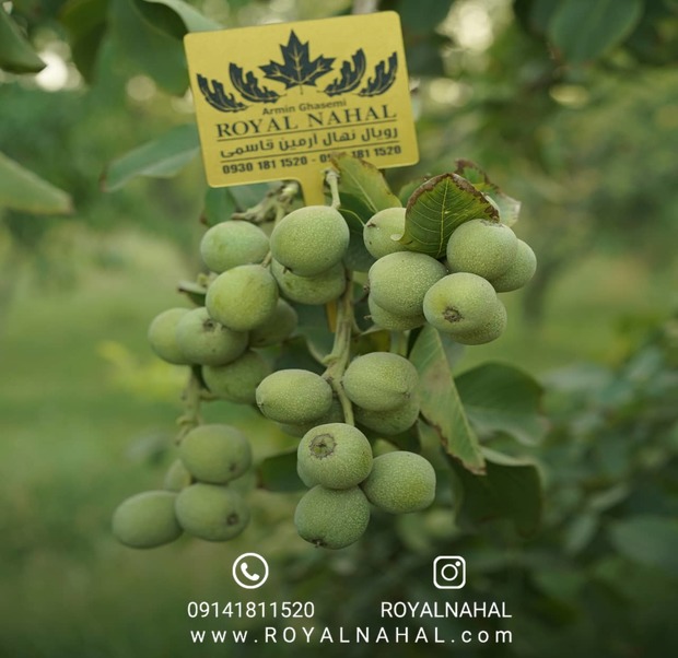 هزینه تراکتور شما را در سال اول پرداخت می‌کند: این یک نهال گردوست!