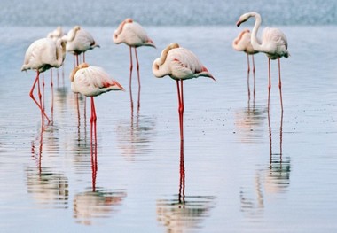 تالاب شادگان میزبان پرندگان مهاجر شد