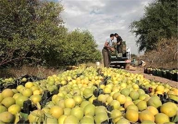 خسارت 627 میلیارد تومانی سرمازدگی با محصولات باغی استان زنجان