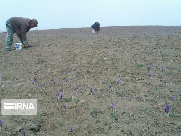 برداشت زعفران از زمین‌های میامی آغاز شد