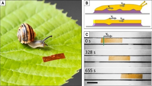 با الهام از حلزون یک ربات ساخته شد
