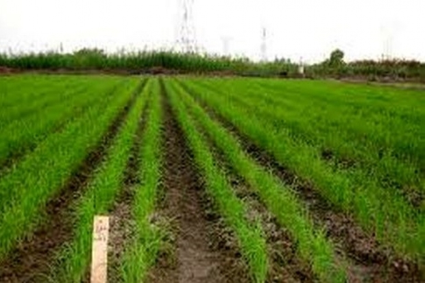 کشت برنج در 850 هکتار از مزارع نیکشهر