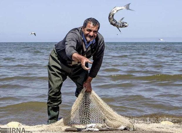 صید ماهی استخوانی در گلستانی ۲۴ درصد بیشتر شد