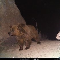 تصاویرخرس پیر و خرس جوان در خرم آباد ثبت شد