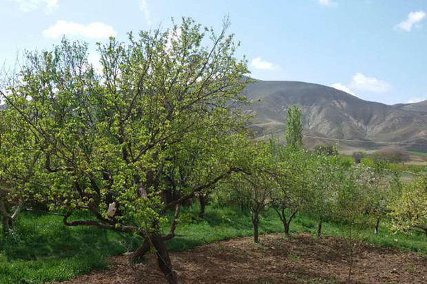 باغداران زنجانی از خسارت سرمای دیررس جلوگیری کنند