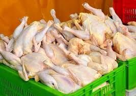 تولید گوشت مرغ در استان مرکزی ۱۴ درصد افزایش یافت دوشنبه