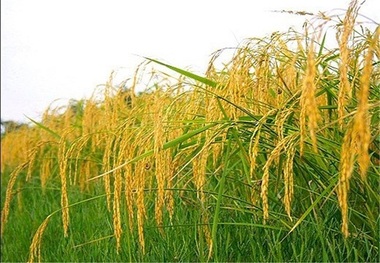 برداشت راتون و ازگیل در آستارا آغاز شد