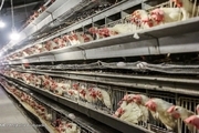 عرضه مرغ با نرخ ۲۶ هزار تومان گرانفروشی است