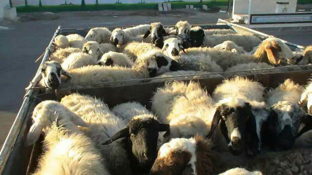 187 راس گوسفند قاچاق در دام پلیس آگاهی زنجان افتاد