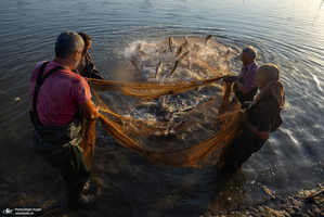 پرورش ماهی در آزادشهر استان گلستان