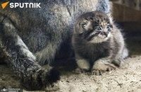 گربه مورد علاقه روس ها بچه دار شد (6)