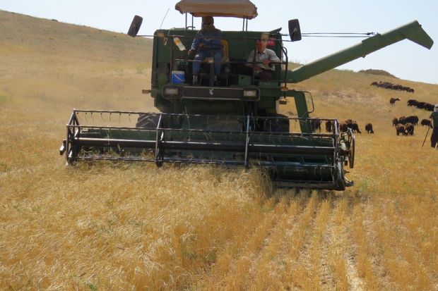 بیش از ۴۰ هزار تن گندم از کشاورزان روانسر خریداری شد