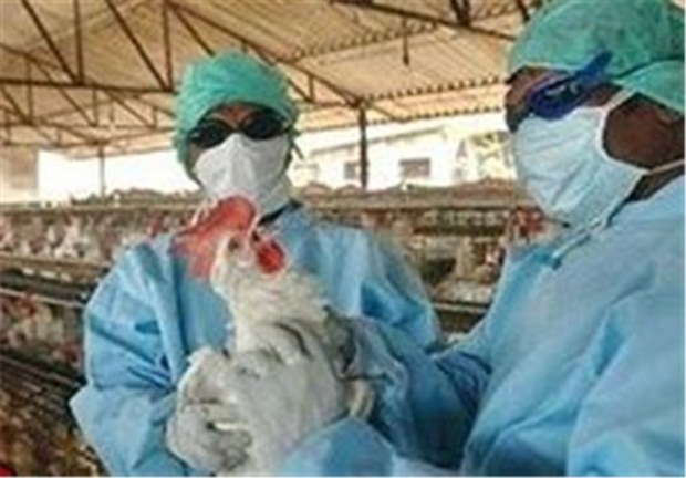 آنفلوانزای مرغی در استان زنجان مشاهده شد