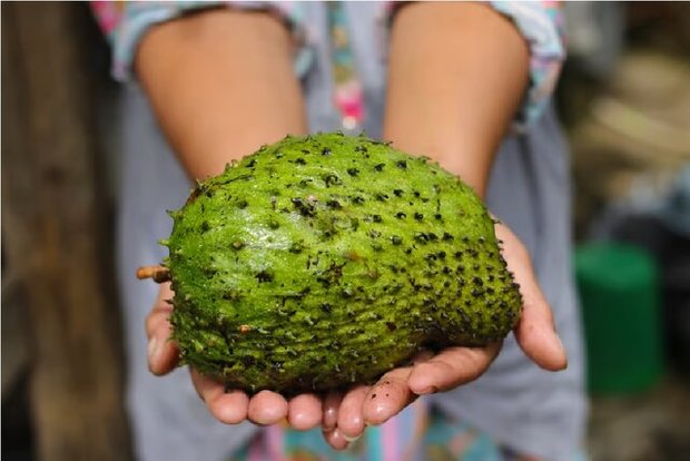 این میوه ضدسرطان به تازگی طرفداران زیادی پیدا کرده 
