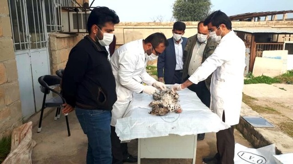 بررسی علت مرگ دو توله پلنگ ایرانی در چرام  اتفاق در منطقه حفاظت شده رخ نداده است
