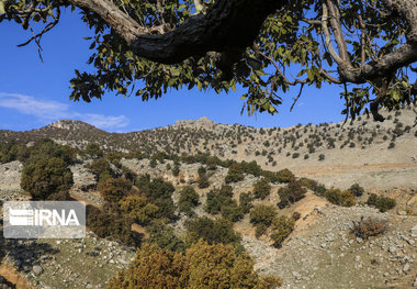 ۱۲۵ گروه مردمی و دولتی از منابع طبیعی جنوب کرمان حفاظت می‌کنند