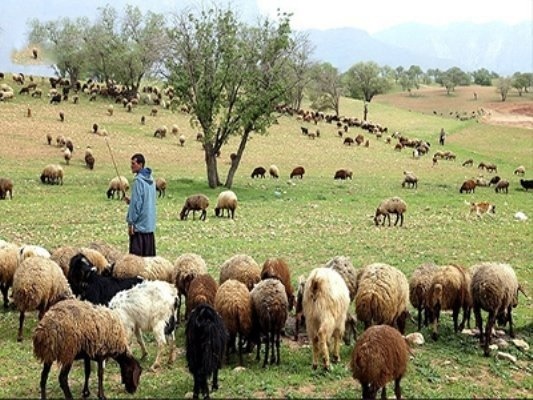 نزاع بر سر چرای دام8 مجروح برجا گذاشت