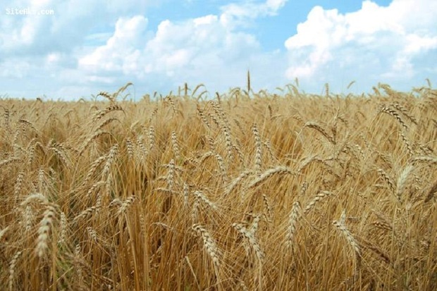 برداشت گندم در کهگیلویه 50 درصد کاهش یافت