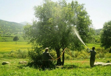 ارقام پرمحصول در باغ های استان اردبیل غرس می شود