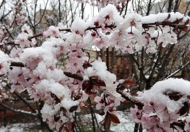 جهاد کشاورزی استان اردبیل نسبت به سرمازدگی باغات هشدار داد